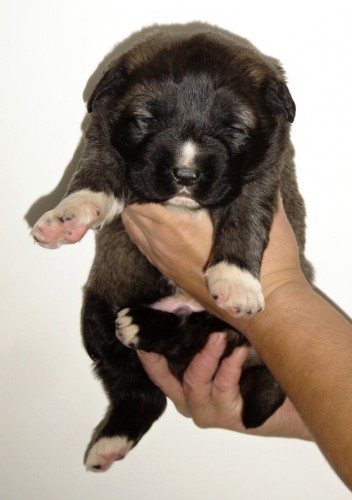 KAVKAZSK� PASTEVECK� PES