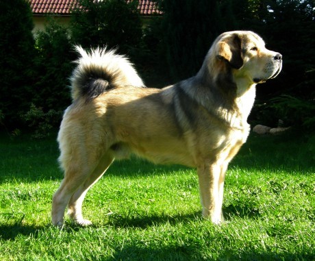 Tibetsk� doga - �t��ata