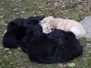 �T��ATA HOVAWART S PP � CELO�ERN� FENKY