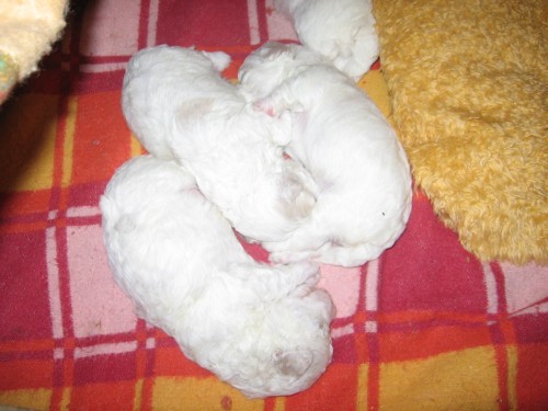 Prod�m kr�sn� fene�ky bi�onka