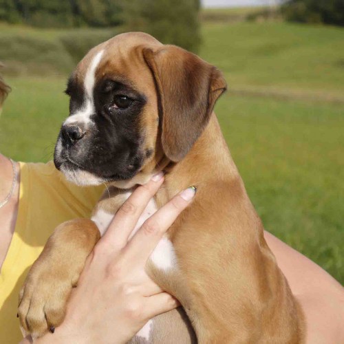 �t��ata boxer�