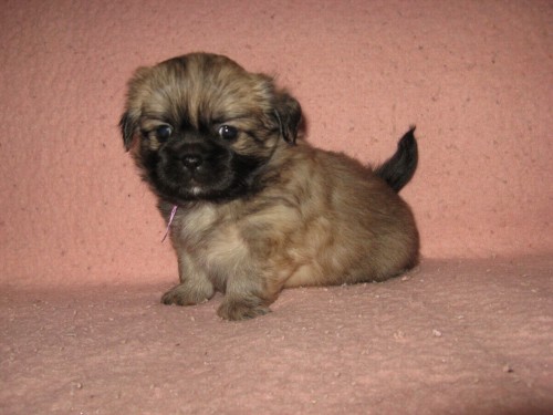 �t��ata tibetsk�ho �pan�la