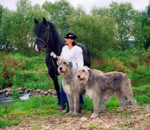 �t��ata Irsk�ho vlkodava s PP