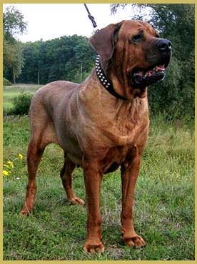 TOSA INU z�znamy na �t��ata