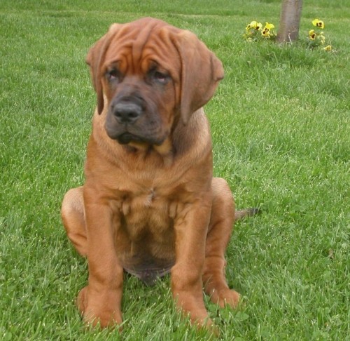 TOSA INU-�T�NATA S PP