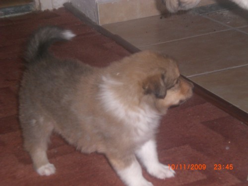 �t��ata zlat� pes a trikolora