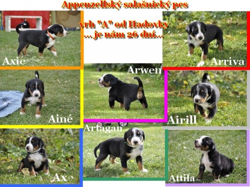Appenzellsk� sala�nick� pes - �t���tka