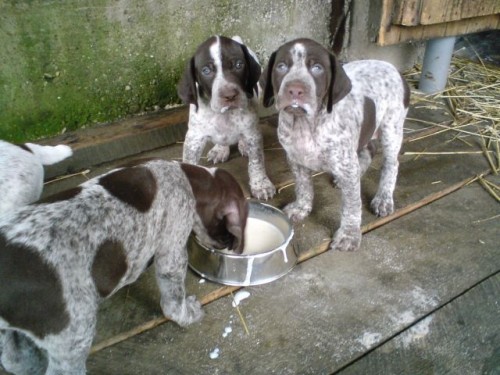 n�meck� kr�tkosrst� oha�