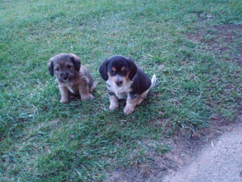 Prod�m k��ence  jezev��ka a b�gla