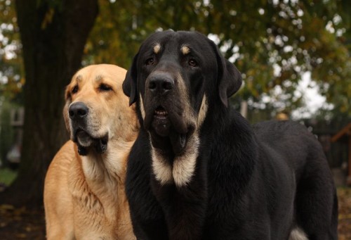 �pan�lsk� mastin