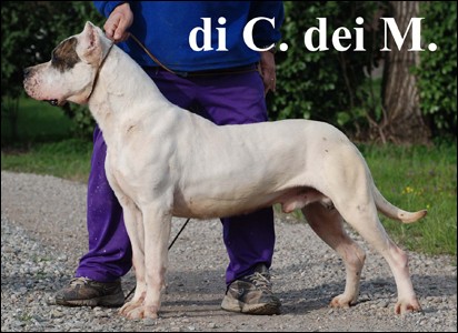 Argentinsk� doga - �pi�kov� �t���tka