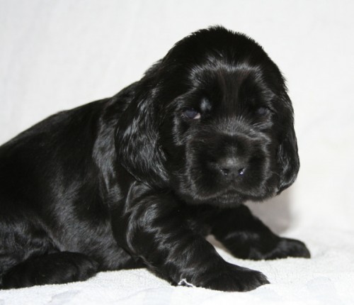 Anglick� kokr�pan�l