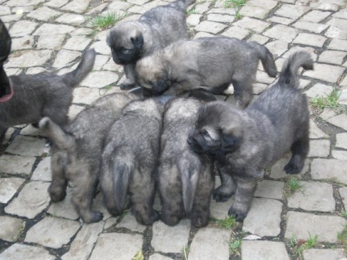 �arplaninsk� pasteveck� pes