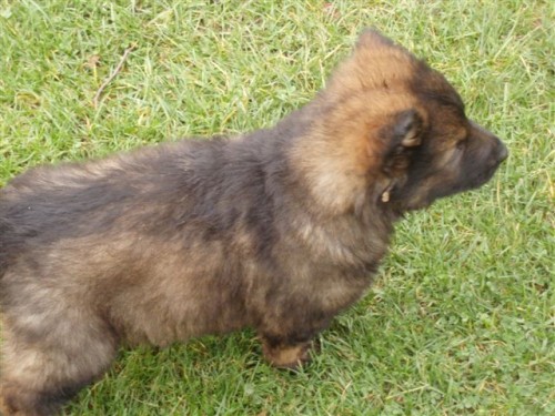 n�meck� ov��k �t��ata-posledn� pejsek