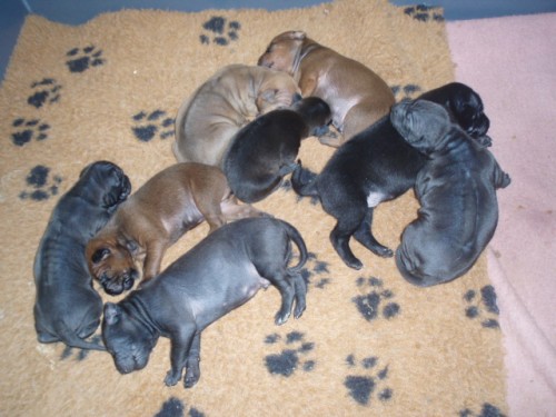 Thajsk� ridgeback - �t���tka