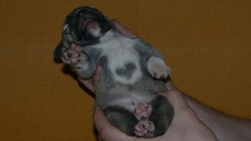 Anatolsk� pasteveck� pes - kangal