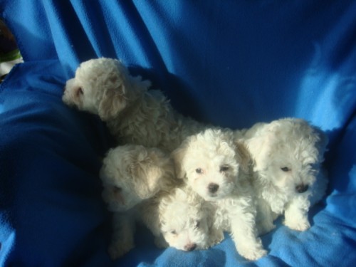 Bi�onek frise �t��ata s PP