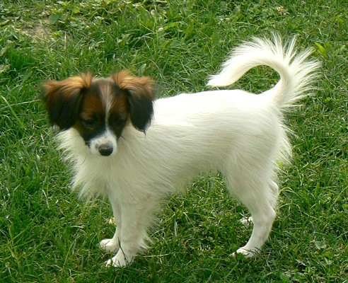 Phal�ne - no�n� mot�l