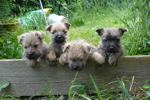 Prod�m mil�ho pejska s pp