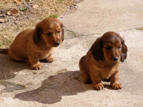 Jezev��k dlouhosrst� standard