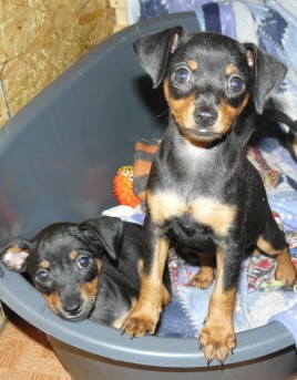 Fenka bez pp,�ern� s p�l.