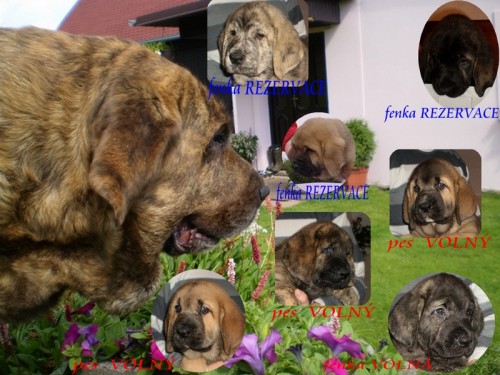 �PAN�LSK� MASTIN-BEZ PP-8.T�D.-p�kn�,mohutn� �t���tka p�ipravena K ODB�RU