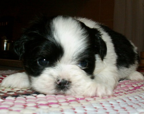 kr�sn� �ernob�l� �t�n�tka