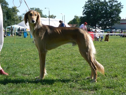 SALUKI �t��ata