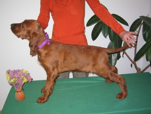 �t���tka IS s PP - zahrani�n� kryt�