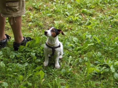 Jack Russel Teri�r - kryt�
