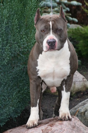 Americk� staford��rsk� terier - �t��ata s PP