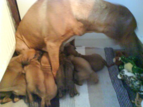 prod�m (levn�) �t���tka 