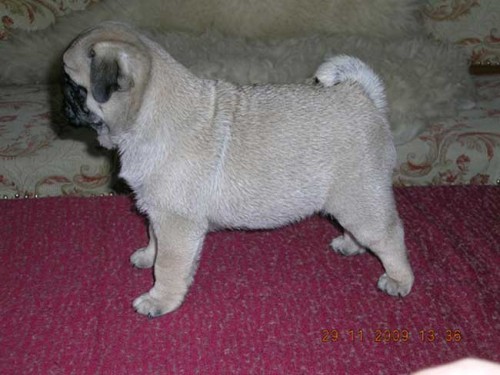 MOPS �t��ata s PP