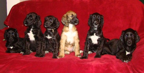 Afg�nsk� chrt - �t��ata