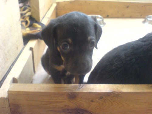 Peru�nsk� nah��