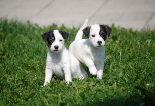 Parson a Jack Russell teri�r