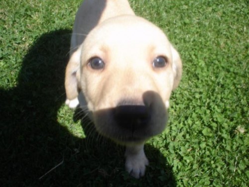 Labradorsk� retr�vr �t��ata