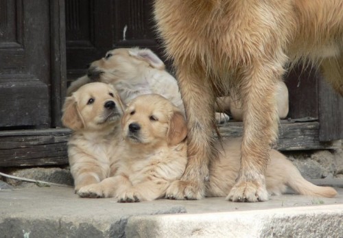 prod�m �t���tka zlat�ho retrievra s PP