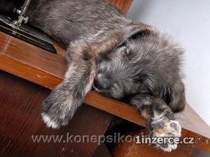 Irsk� vlkodav ��.s PP