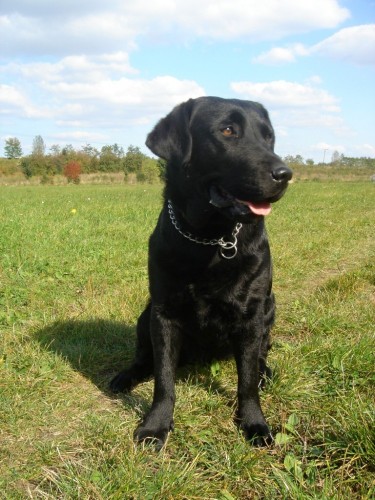 Labradorsk� retriever