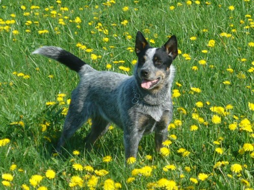 Australsk� hon�ck� pes - �t���tka