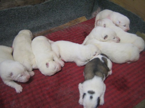 Prod�m �t��ata - St�edoasijsk� pasteveck� pes 