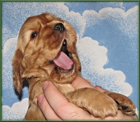 Anglick� kokr�pan�l