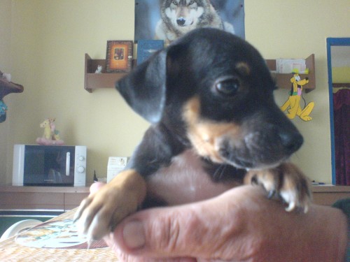 Peru�nsk� nah��