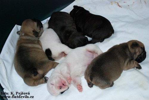 Francouzsk� buldo�ek - �t���tka s PP