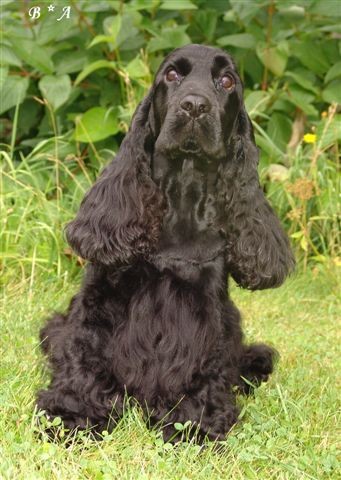 Anglick� kokr�pan�l