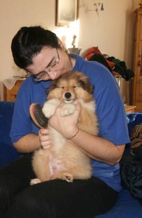 Kolie dlouhosrst� -  zlat� �t���tka