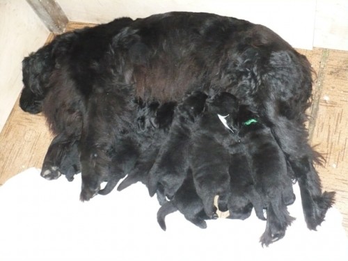 Novofundlandsk� pes