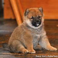 �t��� SHIBA INU