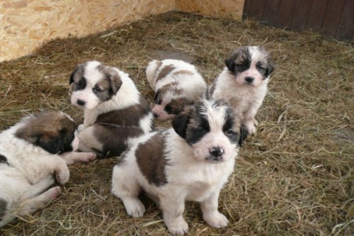 MOSKEVSK� STR��N� PES